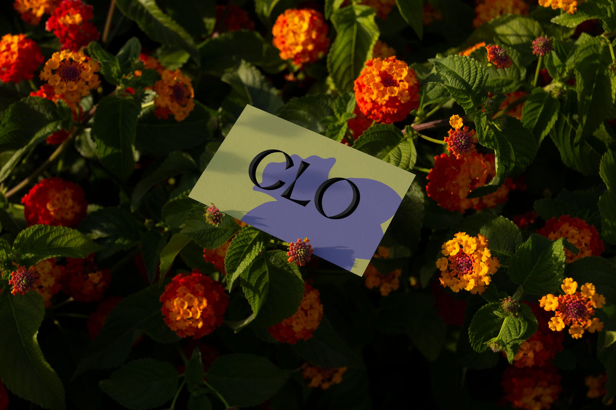 A colorful business card with the word "Clo" sits on a bed of orange flowers
